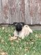 Pug Puppies for sale in Plano, TX, USA. price: NA
