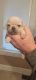 Pug Puppies for sale in Olin, NC 28660, USA. price: $1,500