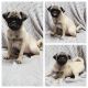 Pug Puppies for sale in Taylor, TX 76574, USA. price: $1,500