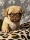 Pug Puppies for sale in 1215 Ellsworth Dr, Whitehall, PA 18052, USA. price: NA