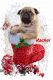 Pug Puppies for sale in 91 S Main St, Perry, NY 14530, USA. price: $1,800