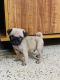 Pug Puppies for sale in Pune, Maharashtra, India. price: 17500 INR
