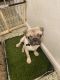 Pug Puppies for sale in Coral Gables, FL, USA. price: $2,500