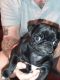 Pug Puppies for sale in Moscow, TN 38057, USA. price: $1,000