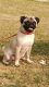 Pug Puppies for sale in Omicron I, Greater Noida, Uttar Pradesh 201310, India. price: 8000 INR