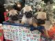 Pug Puppies for sale in Long Prairie, MN 56347, USA. price: $1,500
