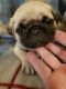 Pug Puppies for sale in Shawnee, OK, USA. price: $1,100