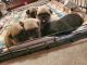 Pug Puppies for sale in York, PA, USA. price: NA