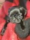 Pug Puppies for sale in Bloomfield, NM 87413, USA. price: NA