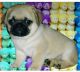 Pug Puppies for sale in Cuttack, Odisha, India. price: 15000 INR