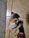 Pug Puppies for sale in Tolleson, AZ, USA. price: $500