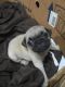 Pug Puppies for sale in Austin, TX, USA. price: $950