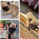 Pug Puppies for sale in Nanded, Maharashtra, India. price: 10000 INR