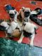 Pug Puppies for sale in Madurai, Tamil Nadu, India. price: 8 INR