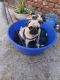 Pug Puppies for sale in Amritsar, Punjab, India. price: 15000 INR