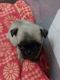 Pug Puppies for sale in Oxford, NC 27565, USA. price: $1,000