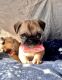 Pug Puppies for sale in Paramount, CA, USA. price: NA