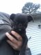 Pug Puppies for sale in Ward, AR, USA. price: NA
