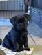 Pug Puppies for sale in Buda, TX 78610, USA. price: NA