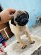 Pug Puppies for sale in Danapur, Bihar, India. price: 10000 INR
