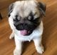 Pug Puppies for sale in Downtown Houston, Houston, TX, USA. price: NA