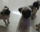 Pug Puppies for sale in Coimbatore, Tamil Nadu, India. price: 10000 INR