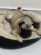 Pug Puppies for sale in Hyderabad, Telangana, India. price: 8000 INR