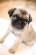 Pug Puppies for sale in Pendleton, OR 97801, USA. price: $1,400