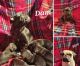 Pug Puppies for sale in Hillsboro, OH 45133, USA. price: NA
