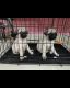 Pug Puppies for sale in Perambur, Chennai, Tamil Nadu, India. price: 9000 INR
