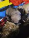 Pug Puppies for sale in Winnsboro, TX 75494, USA. price: NA