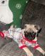 Pug Puppies for sale in Hawthorne, CA, USA. price: NA
