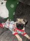 Pug Puppies for sale in Hawthorne, CA, USA. price: NA