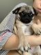 Pug Puppies for sale in Grandville, MI, USA. price: $3,500