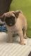 Pug Puppies for sale in Covina, CA, USA. price: $700