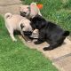 Pug Puppies for sale in 203 US-1, Norlina, NC 27563, USA. price: $500