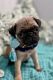 Pug Puppies for sale in Irvine, CA, USA. price: $640