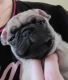Pug Puppies for sale in Merced, CA 95348, USA. price: NA
