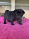 Pug Puppies for sale in Medford, OR, USA. price: $1,000