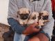 Pug Puppies for sale in Satnampura, Phagwara, Punjab, India. price: 1012 INR