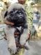 Pug Puppies for sale in Kolkata, West Bengal, India. price: 18000 INR
