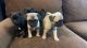 Pug Puppies for sale in Palo Alto, CA 94303, USA. price: $1,000