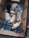 Pug Puppies for sale in Gatesville, TX, USA. price: NA