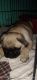 Pug Puppies for sale in Sector 3, Vikas Nagar, Lucknow, Uttar Pradesh 226022, India. price: 16000 INR