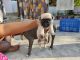 Pug Puppies for sale in Bilaspur, Chhattisgarh 495001, India. price: 15000 INR