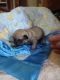Pug Puppies for sale in Everton, MO 65646, USA. price: NA