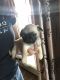 Pug Puppies for sale in Bakersfield, CA, USA. price: $600