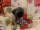 Pug Puppies for sale in Palo Alto, CA 94303, USA. price: $800