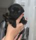 Pug Puppies for sale in Laredo, TX, USA. price: $300