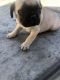Pug Puppies for sale in Glendora, CA, USA. price: NA